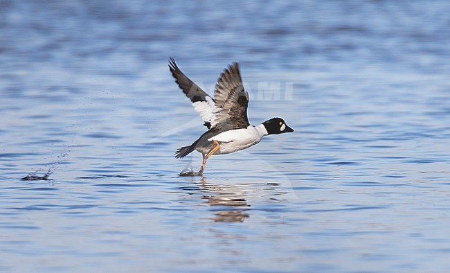 Common Goldeneye, Brilduiker, Bucephala clangula ssp. clangula France, adult male stock-image by Agami/Ralph Martin,