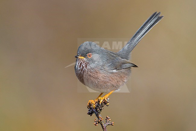 Provencaalse Grasmus; Dartford Warbler stock-image by Agami/Daniele Occhiato,