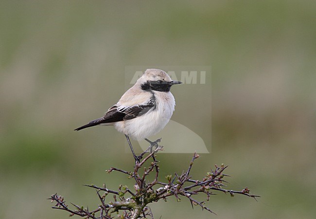 Woestijntapuit man zittend op tak; Desert Wheatear male perched on branch stock-image by Agami/Reint Jakob Schut,