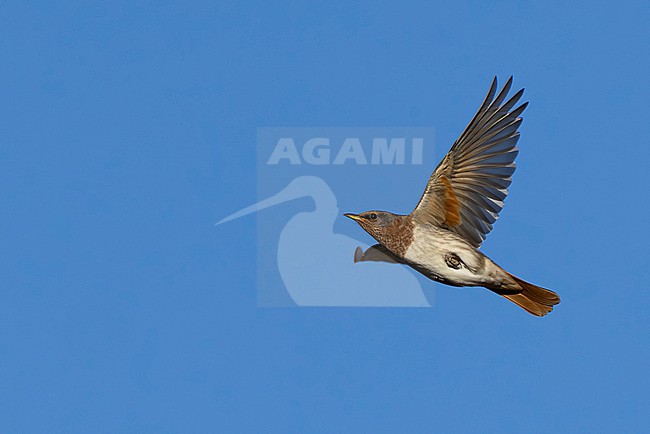 Adult female Red-throated Trush (Turdus ruficollis) in flight, found near Ulaanbaatar in Mongolia stock-image by Agami/Mathias Putze,