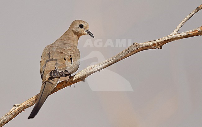 A female Namaqua Dove (Oena capensis) in Saudi Arabia stock-image by Agami/Eduard Sangster,