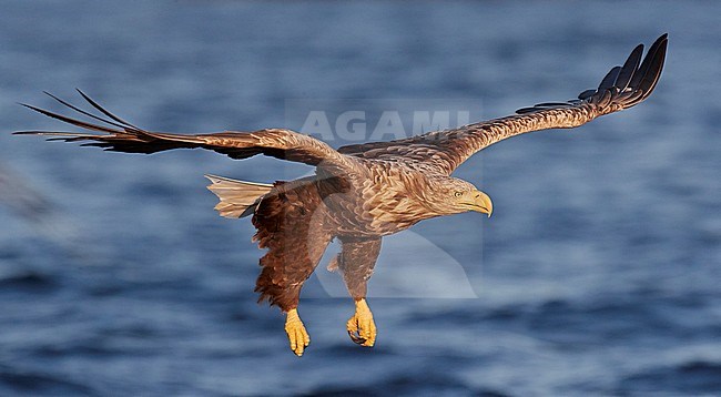 Adult White-tailed Eagle (Haliaeetus albicilla) in flight in a fjord in north Norway. Active hunting for fish. stock-image by Agami/Markus Varesvuo,