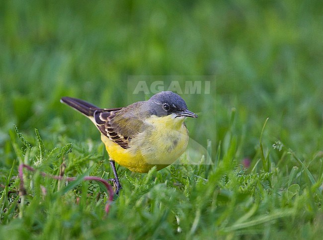 Grey-headed Wagtail - Nordische Schafstelze - Motacilla flava ssp. thunbergi, Germany, adult male stock-image by Agami/Ralph Martin,