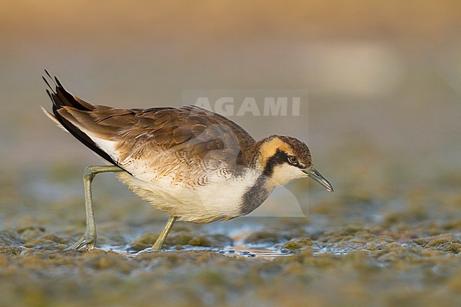 Pheasant-tailed Jacana - Fasanblatthühnchen - Hydrophasianus chirurgus, Oman, nonbreeding stock-image by Agami/Ralph Martin,