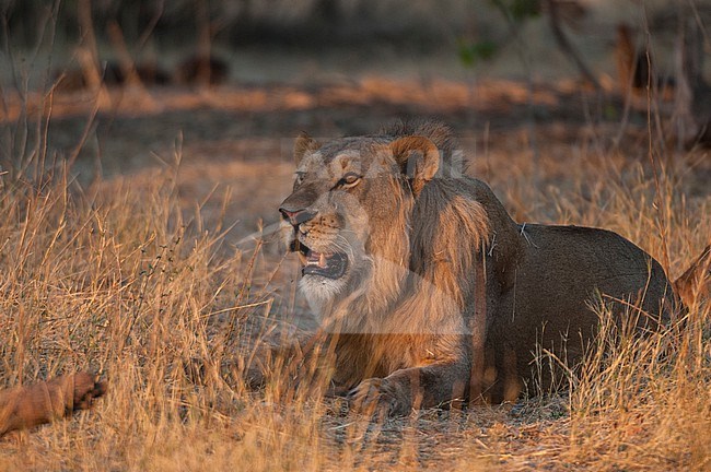 Portrait of a male lion, Panthera leo, resting in warm sunlight. Okavango Delta, Botswana. stock-image by Agami/Sergio Pitamitz,