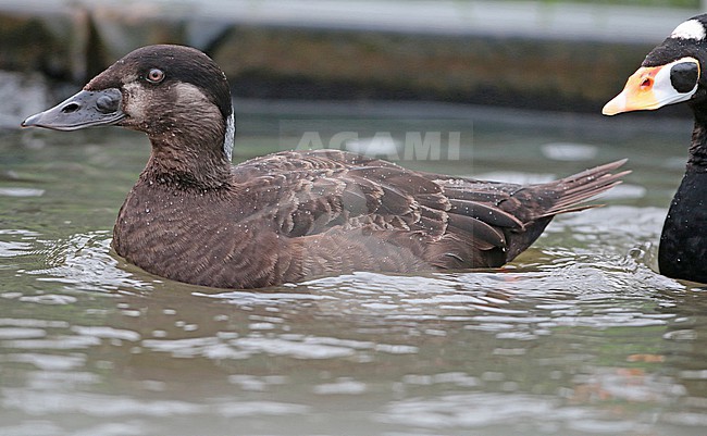 Surf Scoter (Melanitta perspicillata), third winter female swimming in captivity, seen from the side with third winter male behind her. stock-image by Agami/Fred Visscher,