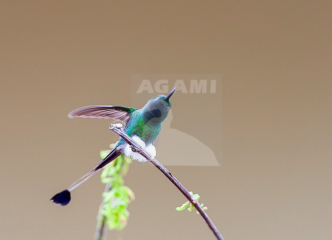 Male White-booted Racket-tail (Ocreatus underwoodii melanantherus) in Ecuador. stock-image by Agami/Marc Guyt,