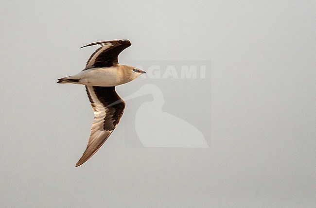 Small Pratincole (Glareola lactea) in flight, seen from the side, showing under wing pattern. stock-image by Agami/Marc Guyt,