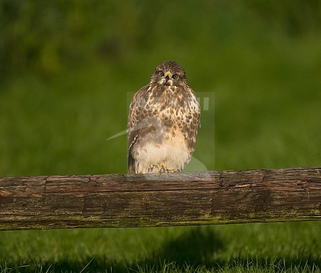 Common Buzzard, Buizerd, Buteo buteo stock-image by Agami/Marc Guyt,