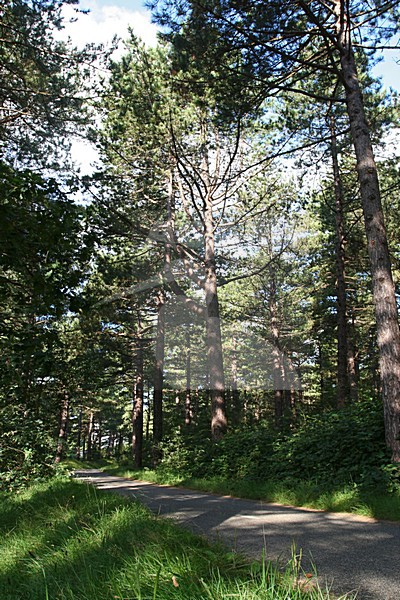 Coastal Pinewoods Bergen aan Zee Netherlands, Kust Dennenbossen Bergen aan Zee Nederland stock-image by Agami/Marc Guyt,