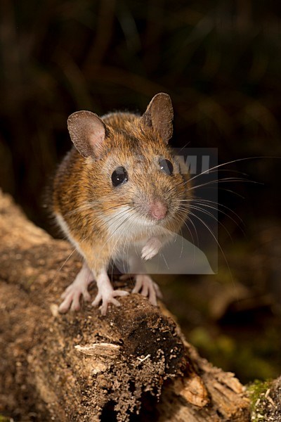 Grote Bosmuis, Yellow-necked mouse, Apodemus flavicollis stock-image by Agami/Theo Douma,