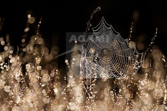 Backlit spider's web hanging in plant covered in dew at Vlinderhof in autumn stock-image by Agami/Caroline Piek,