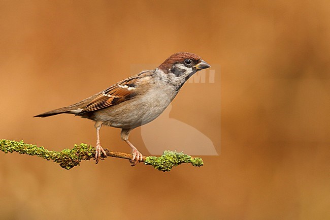 Ringmus zittend op takje; Eurasian Tree Sparrow sitting on pearch; stock-image by Agami/Walter Soestbergen,