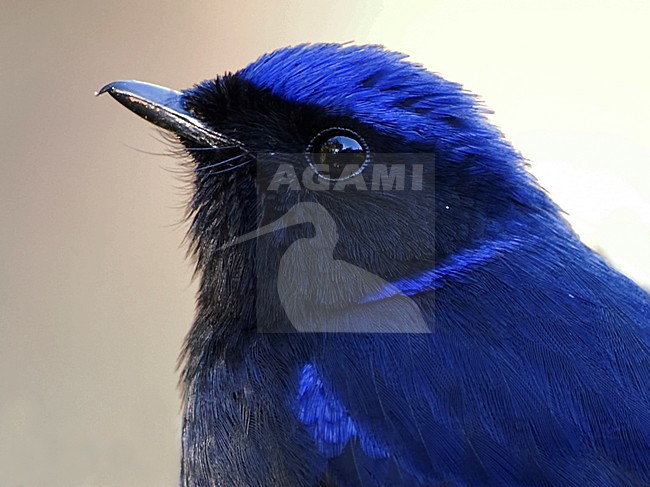 Mannetje Kobaltniltava, Male Large Niltava stock-image by Agami/Alex Vargas,