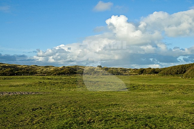 Weitje op Vlieland; Meadow on Vlieland stock-image by Agami/Marc Guyt,