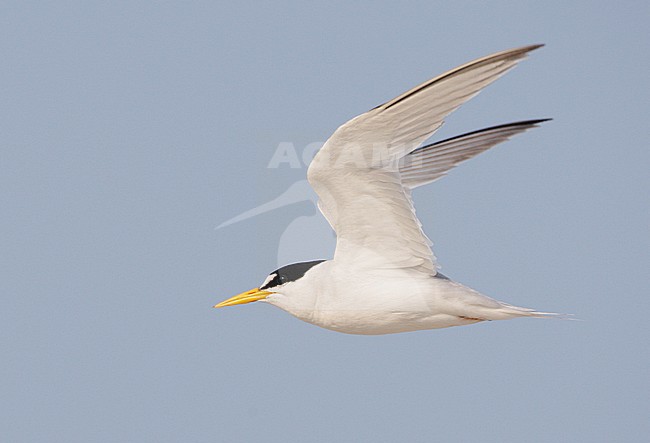 Volwassen Amerikaanse Dwergstern in vlucht, Adult Least tern in flight stock-image by Agami/Mike Danzenbaker,