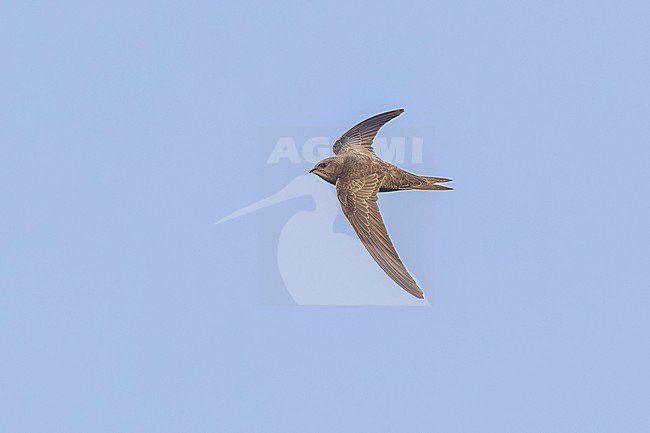 Cape Verde Swift (Apus alexandri) flying over Praia cliffs, Santiago, Cape Verde. stock-image by Agami/Vincent Legrand,