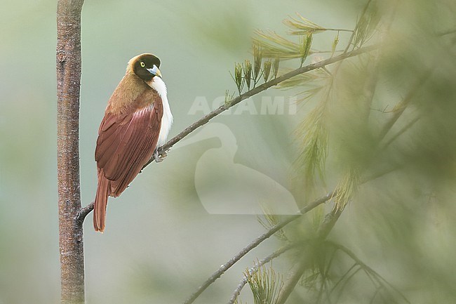 Lesser Bird-of-Paradise (Paradisaea minor) Perched on a branch in Papua New Guinea stock-image by Agami/Dubi Shapiro,