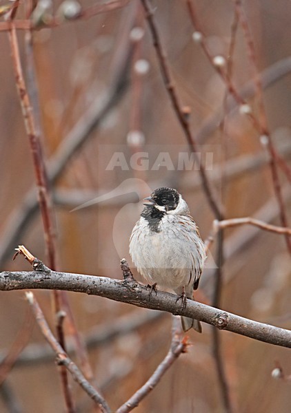 Adult mannetje Rietgors in; Adult male Common Reedbunting stock-image by Agami/Markus Varesvuo,