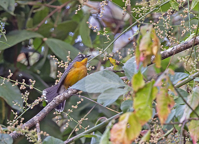 Fan-tailed Warbler, Basileuterus lachrymosus, in Western Mexico. stock-image by Agami/Pete Morris,