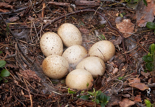 Auerhoen eieren, Western Capercaillie eggs stock-image by Agami/Markus Varesvuo,