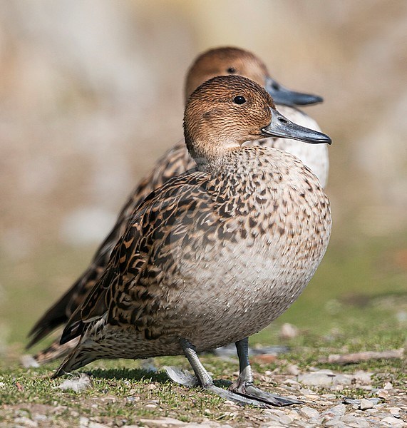 Northern Pintail, Pijlstaart, Anas acuta, Germany, adult female stock-image by Agami/Ralph Martin,
