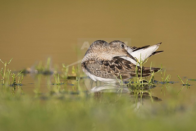 Temminck's Stint - Temminckstrandläufer - Calidris temminckii, Germany, breeding plumage stock-image by Agami/Ralph Martin,