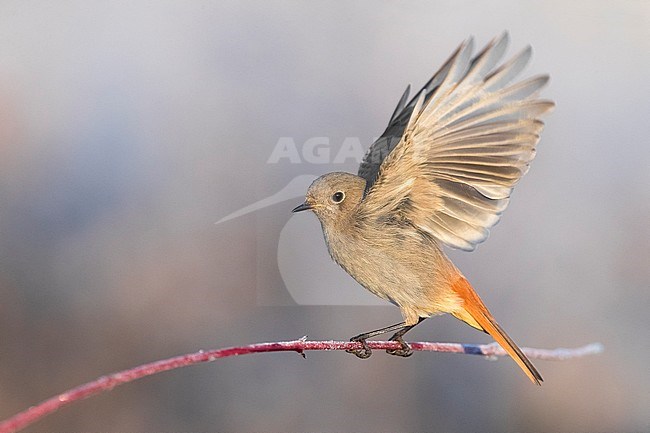 Wintering Black Redstart (Phoenicurus ochruros gibraltariensis) in Italy. Perched on a frost covered twig with wings raised. stock-image by Agami/Daniele Occhiato,