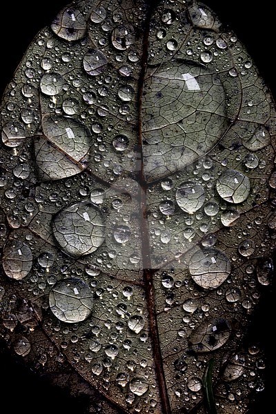 Dew drops on autumn leaf stock-image by Agami/Wil Leurs,