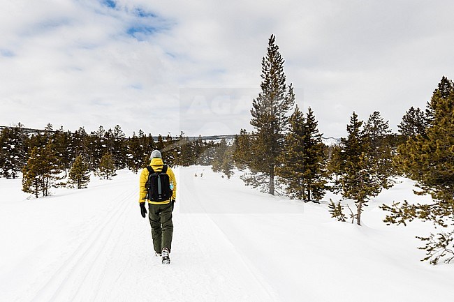 Male tourist walking in snow-covered Yellowstone National Park stock-image by Agami/Caroline Piek,