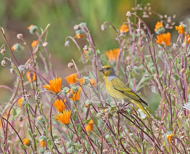 Yellow-crowned Canary (Serinus flavivertex) in South Africa. stock-image by Agami/Pete Morris,
