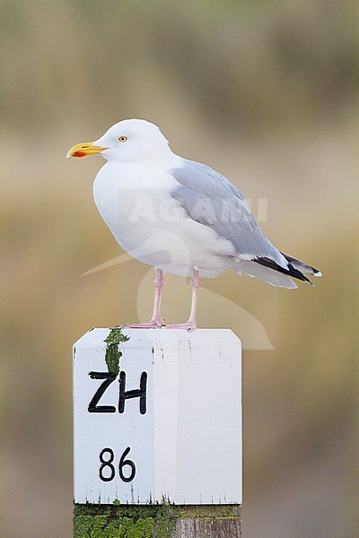 Herring Gull, Larus argentatus subspecies argentatus adult winter perched on beach pole with dunes in the background stock-image by Agami/Menno van Duijn,