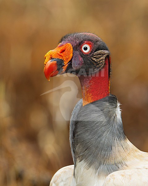 Portrait of a King Vulture (Sarcoramphus papa) in Manu National Park, Peru, South-America. stock-image by Agami/Steve Sánchez,