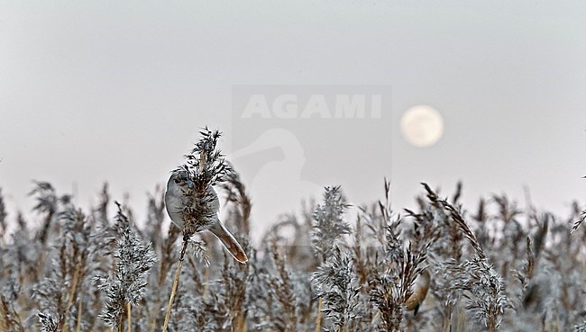 Bearded Reedling (Panurus biarmicus) during winter in reed bed near Espoo in souther Finland. Full moon in the background. stock-image by Agami/Markus Varesvuo,