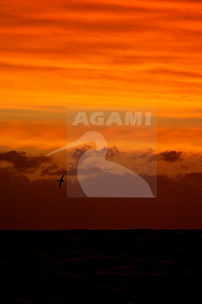 Zonsondergang Zuid Atlantische oceaan; Sunset Southern Atlantic Ocean stock-image by Agami/Marc Guyt,