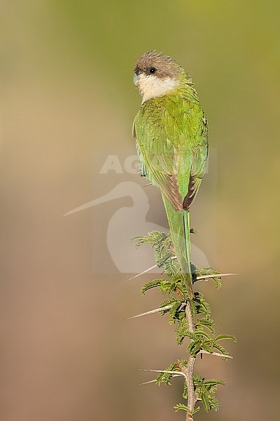 Grey-hooded Parakeet (Psilopsiagon aymara) Perched on top of a spiny bush in Argentina stock-image by Agami/Dubi Shapiro,