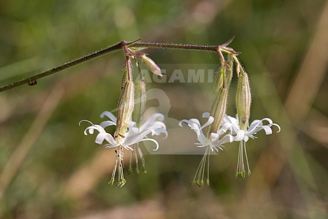 Nachtsilene staat op de Nederlandse rode lijst; Nottingham Catchfly is on the Dutch red list stock-image by Agami/Arnold Meijer,