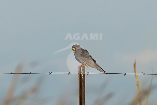 Amur Falcon perched on barbed wire South Africa, Amoerroodpootvalk zittend op prikkeldraad Zuid Afrika stock-image by Agami/Wil Leurs,