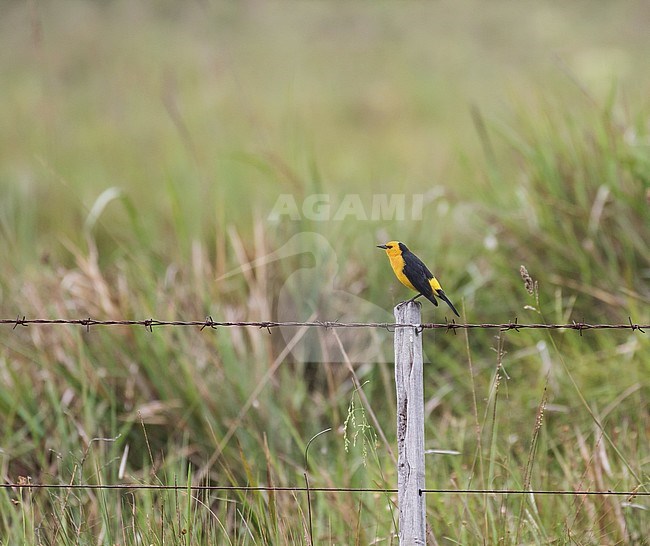 Saffron-cowled Blackbird (Xanthopsar flavus) perched on a pole of a fench. It is threatened by habitat loss. stock-image by Agami/Pete Morris,