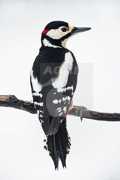 Great Spotted Woodpecker, Grote Bonte Specht stock-image by Agami/Alain Ghignone,