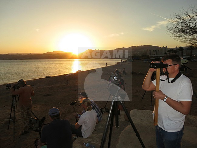 Vogelaars op North Beach Eilat Israel; Birdwatchers at North Beach Eilat Israel stock-image by Agami/Marc Guyt,