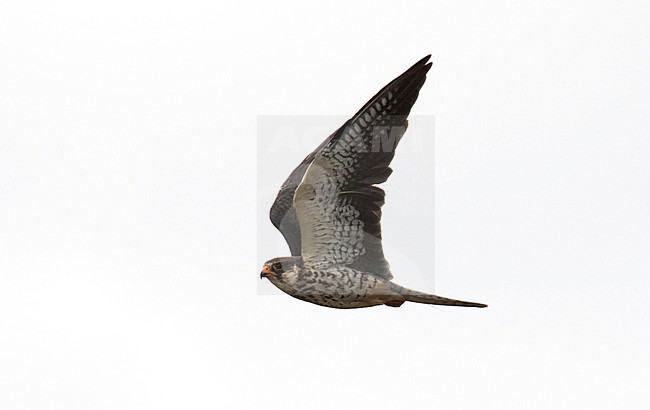 Wintering Amur Falcon (Falco amurensis) in South Africa. Seen from the side, showing under wing. stock-image by Agami/Dani Lopez-Velasco,