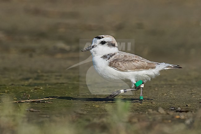 Adult breeding
Galveston Co., TX
April 2023 stock-image by Agami/Brian E Small,