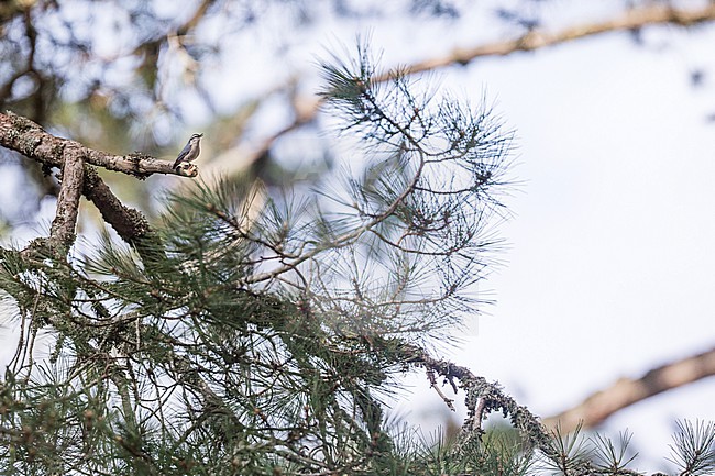 Corsican Nuthatch - Korsenkleiber - Sitta whiteheadi, France (Corsica), adult, male stock-image by Agami/Ralph Martin,