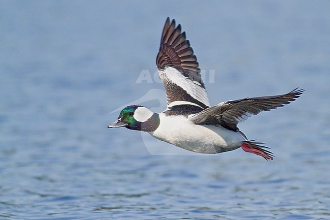 Bufflehead (Bucephala albeola) flying in Victoria, BC, Canada. stock-image by Agami/Glenn Bartley,