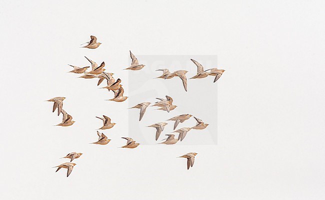Flock of Spotted Sandgrouses (Pterocles senegallus) in flight over Negev desert in Israel. stock-image by Agami/Marc Guyt,
