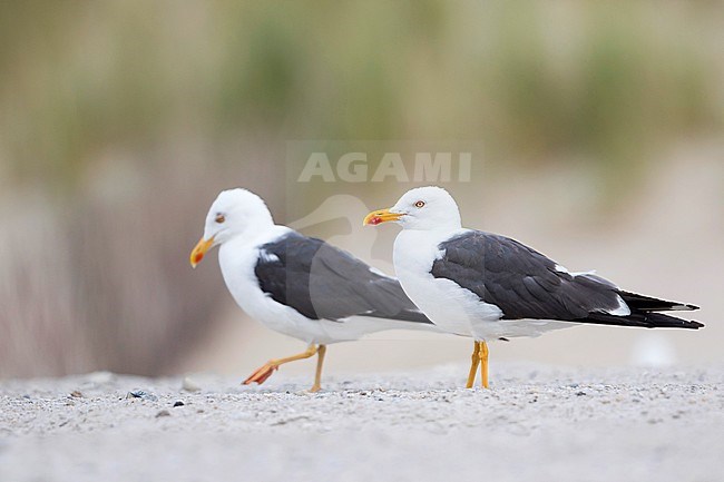 Lesser Black-backed Gull - Heringsmöwe - Larus fuscus ssp. intermedius, Germany, adult stock-image by Agami/Ralph Martin,