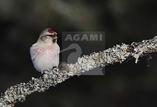 Wintering Arctic Redpoll (Acanthis hornemanni exilipes) at Kaamanen near Ivalo in northern Finland. stock-image by Agami/Helge Sorensen,