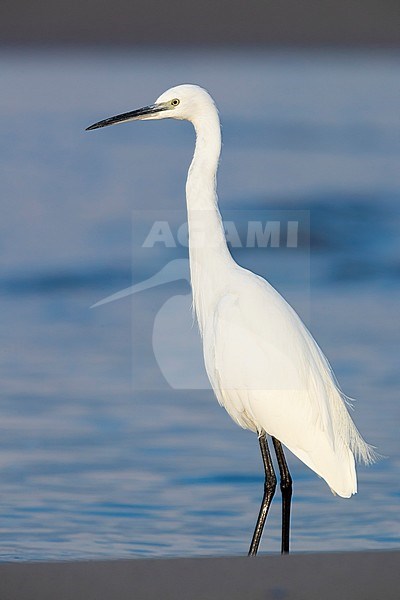 Little Egret (Egretta garzetta), side view of an adult in winter plumage standing on the shore in Campania (Italy) stock-image by Agami/Saverio Gatto,
