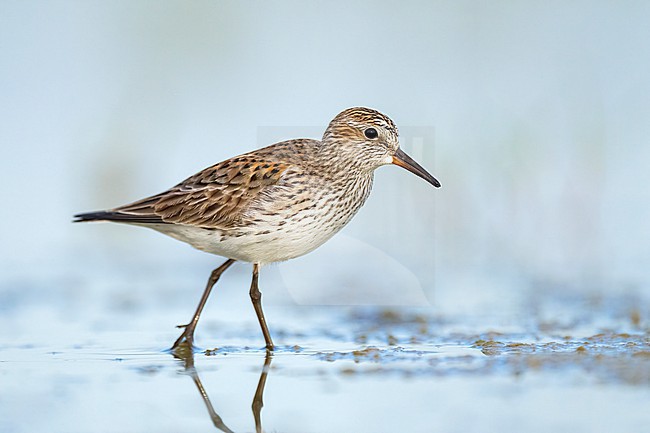 Adult breeding
Galveston Co., TX
May 2023 stock-image by Agami/Brian E Small,